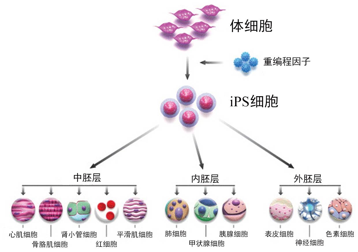 日本科学家发现一种可提高人iPS细胞临床应用安全性的方法