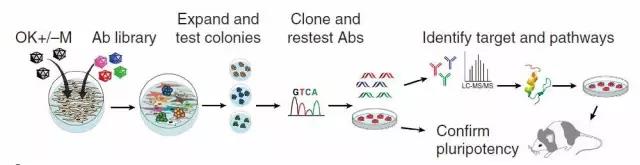 一种更安全的体细胞重编程技术，利用抗体制备诱导性多能干细胞