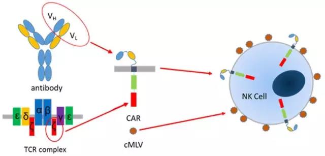 CAR-NK细胞可作为肿瘤化疗药物靶向运输的载体
