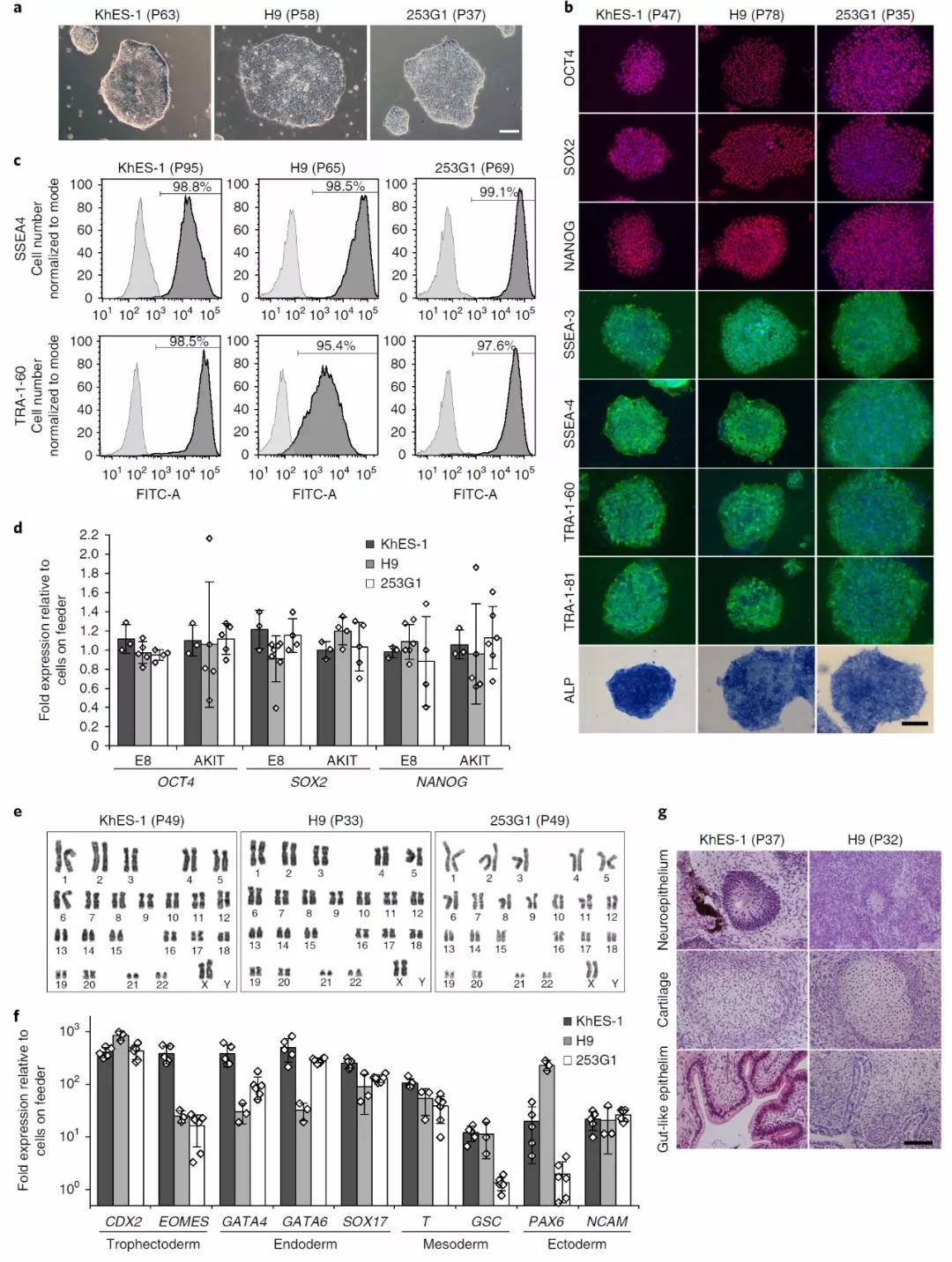 一种化学成分明确、无生长因子、低成本的人多能干细胞扩增培养系统