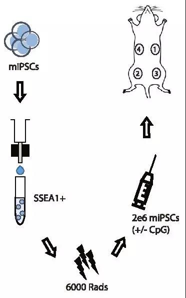 自体iPSC疫苗可激发抗原特异性的抗肿瘤免疫反应