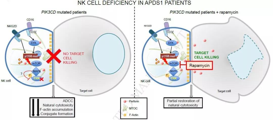 雷帕霉素可部分恢复PI3K110δ突变引起的NK细胞功能障碍
