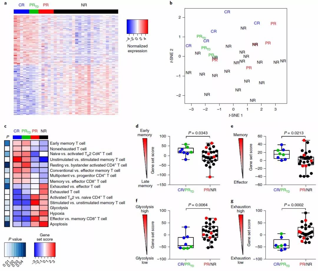 CD19/CAR-T细胞治疗慢性淋巴细胞白血病的决定因素