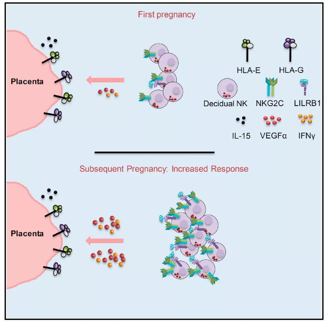 首次发现与胎盘发育密切相关的NK细胞群