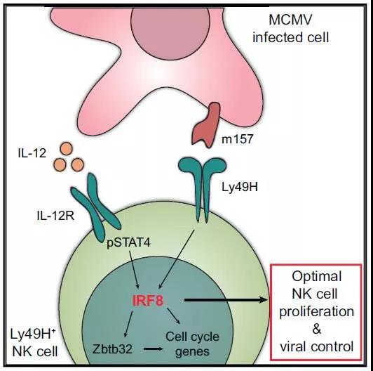 NK细胞抗病毒感染的关键转录因子-IRF8